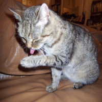Photo #14929 de Tigroune 