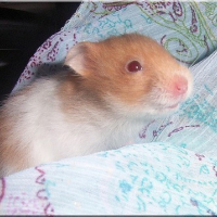 Photo #15721 de Pimouss