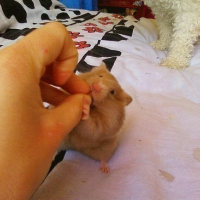Photo #15787 de Ginger