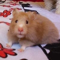 Photo #15793 de Ginger