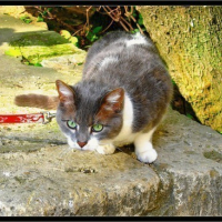 Photo #15901 de Minette