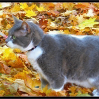 Photo #15907 de Minette