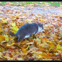 Photo #15913 de Minette