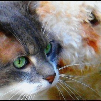 Photo #15925 de Minette