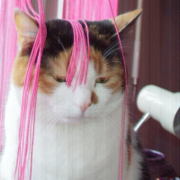 Photo #16021 de Piou piou