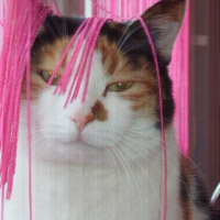 Photo #16027 de Piou piou