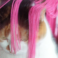 Photo #16033 de Piou piou