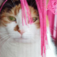 Photo #16039 de Piou piou