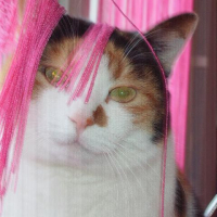 Photo #16045 de Piou piou