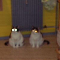 Photo #16069 de Piou piou
