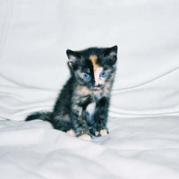 Photo #16681 de Ecaille