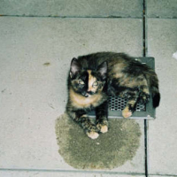 Photo #16687 de Ecaille