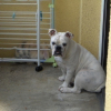 Roxy aime beaucoup jouer avec son pote Bandit