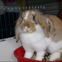 Photo #17959 de Noisette