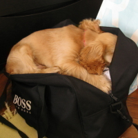 Photo #18331 de Obiwan