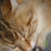 Photo #18673 de Maly