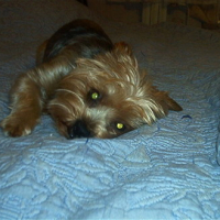 Photo #18907 de Némo