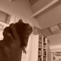 Photo #19213 de Titus