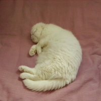 Photo #19231 de Bamboo