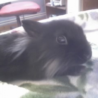 Photo #19291 de Chipie
