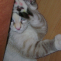Photo #20101 de Charlotte