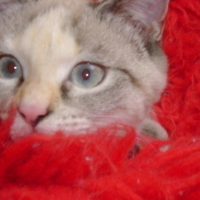 Photo #20107 de Charlotte