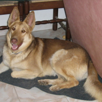 Photo #20173 de Dixie