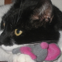 Photo #20209 de Filou