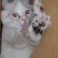Photo #20245 de Charlotte