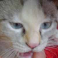 Photo #20251 de Charlotte