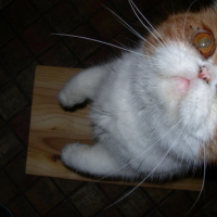 Photo #21703 de Pillow