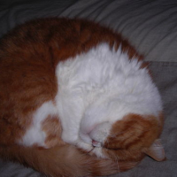 Photo #21895 de Pillow