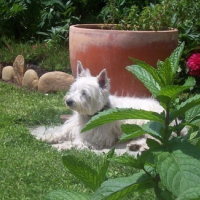 Les fleurs, le soleil, ... et moi!