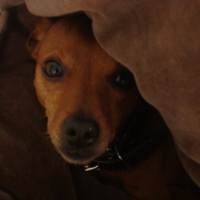 Photo #22135 de Willy