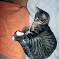 Photo #23035 de Totore