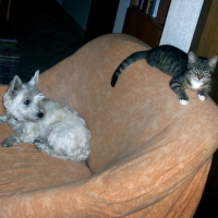 Photo #23053 de Totore