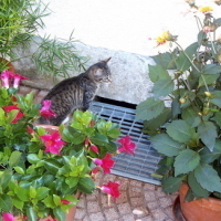 Photo #23059 de Totore