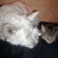 Photo #23065 de Totore