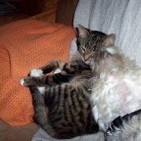 Photo #23071 de Totore