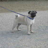 Photo #23635 de Sirius