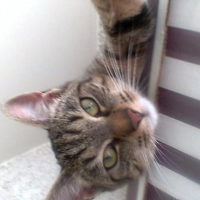 Nala1