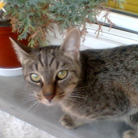 Nala 3