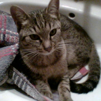 Nala dans le Lavabo
