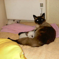 Photo #23857 de Moon