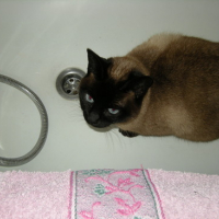 Photo #23863 de Moon