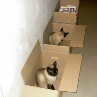 Photo #24031 de Moon