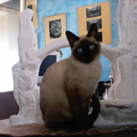 Photo #24037 de Moon