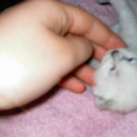 Photo #24043 de Moon