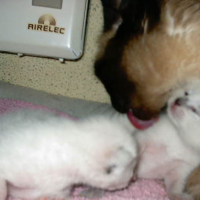 Photo #24049 de Moon