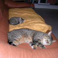 Nala et son papa